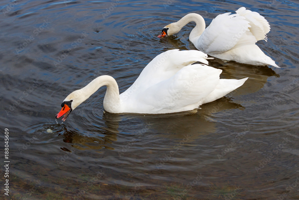 Obraz premium Couple of white swans with splayed wings floats on the water surface of the river