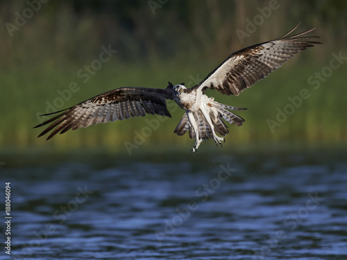 Osprey (Pandion haliaetus)