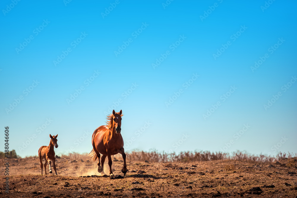 Running chestnut horse in a field. Summer day
