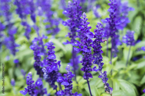 Lavender in the garden on Lavender green leaves background.