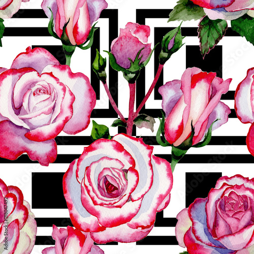 Wildflower hybrid rose flower pattern in a watercolor style. Full name of the plant: hybrid rose, hulthemia, rosa. Aquarelle wild flower for background, texture, wrapper pattern, frame or border.