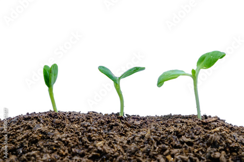 Sprout growing from soil on...
