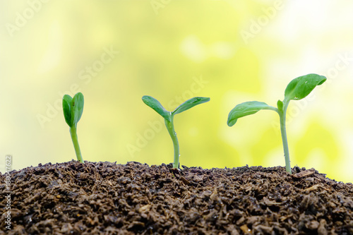 Sprout growing from soil on...