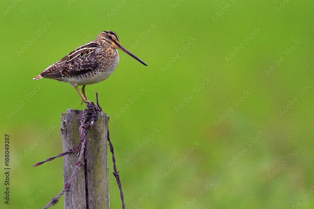 Fototapeta premium Single Common Snipe bird on a wooden fence stick during a spring nesting period