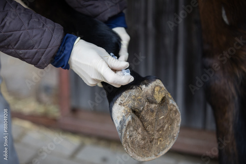 Fototapeta Naklejka Na Ścianę i Meble -  Behandlung Pferdefuß