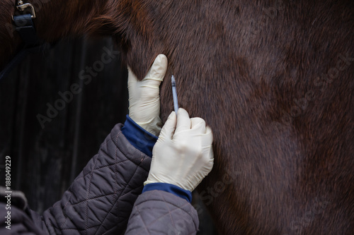 Fototapeta Naklejka Na Ścianę i Meble -  horse getting injection