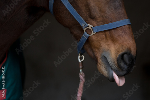 horse showing tongue