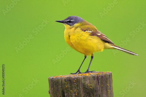 Single Yellow wagtail bird on a wooden fence stick during a spring nesting period