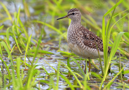 Single Wood sandpiper bird on grassy wetlands during a spring nesting period