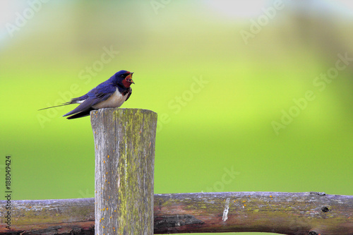 Single Barn swallow bird on a wooden fence stick during a spring nesting period