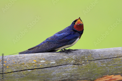 Single Barn swallow bird on a wooden fence stick during a spring nesting period photo