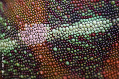 Texture and colour of Panther Chameleon - Furcifer pardalis skin, Madagascar. Close up picture.