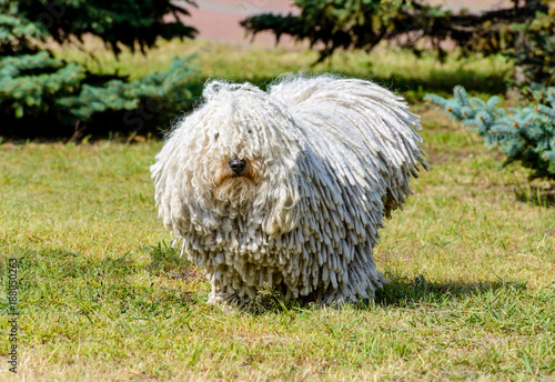 Fototapeta Naklejka Na Ścianę i Meble -  Puli in full face. The Puli stands on the grass in the park.