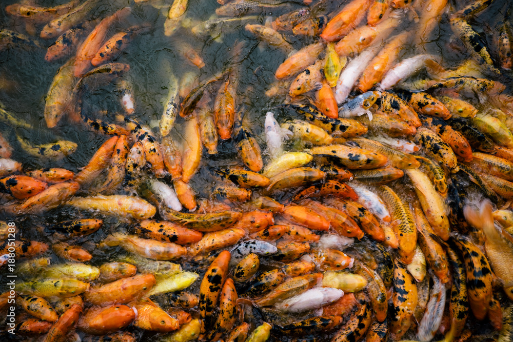 Koi Gold Fish Koi Gold Fish