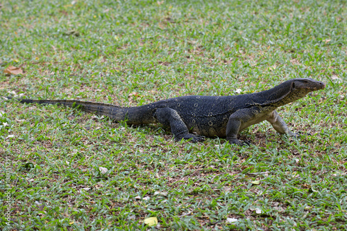 Striped monitor lizard  water monitor lizard  on a grass. Park Lumpini  Bangkok