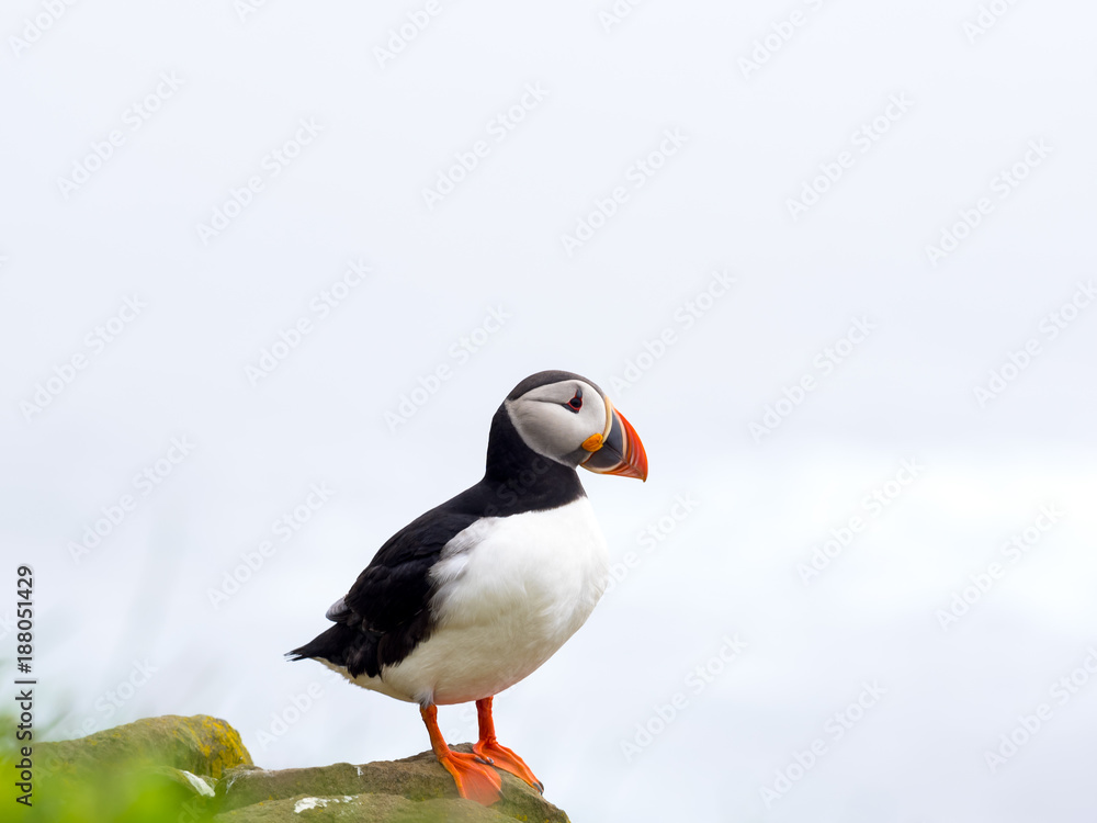 Fototapeta premium Puffin standing on a rocks