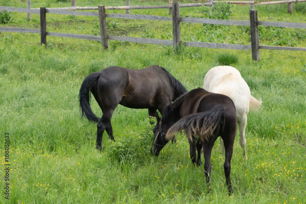 Fototapeta premium Konik Horses grazing in the Dutch nature reserve Oostvaardersplassen.