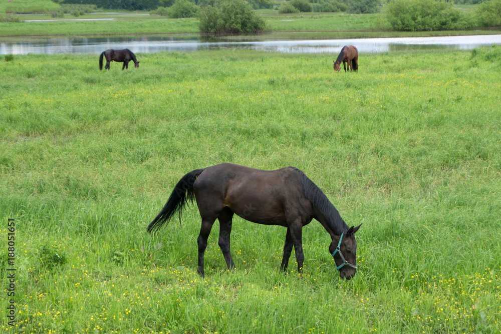 Beautiful elegant stallion sporting breed bridle with braided mane walks step on a background of green field Beautiful elegant stallion sporting breed bridle with braided mane walks step on a background of green field