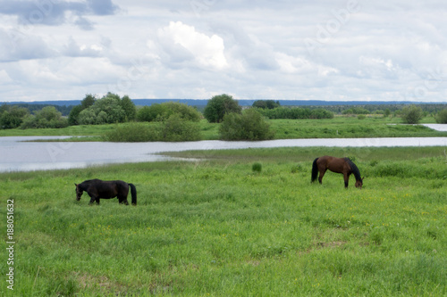 grazing horses on the green grass © baon