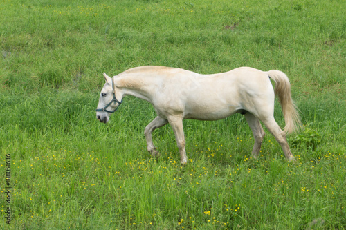 Wild white horse posing on a green background