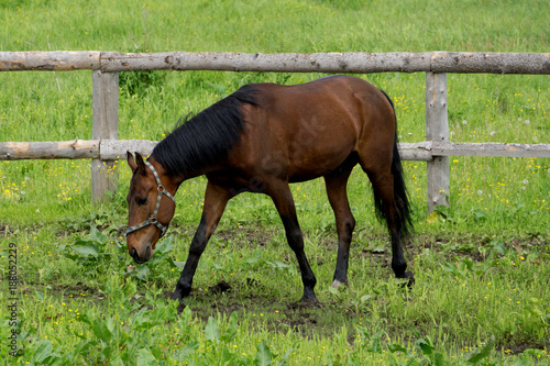 cream-colored horse with black legs and black mane standing in a paddock on sand .