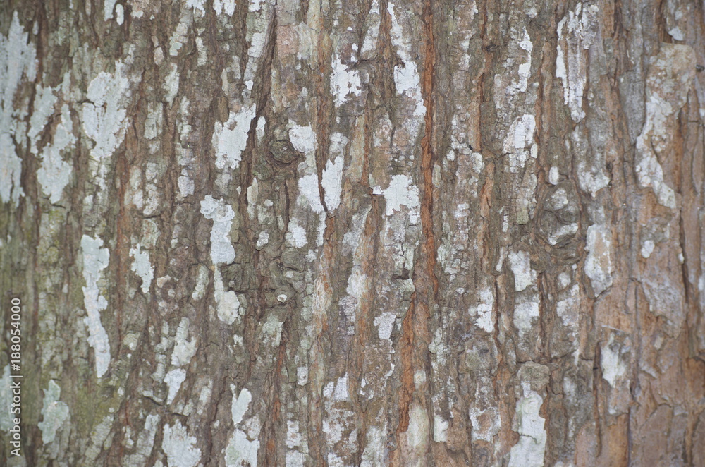 Tree bark Background. Brown Tileable Texture of the Old Tree.