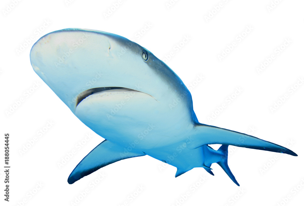 Obraz premium Grey Reef Shark isolated on white background