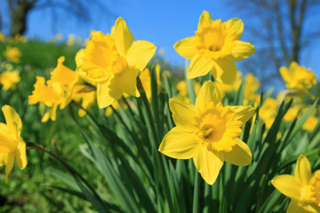 Foto auf Acrylglas Narzisse Gelbe Narzissen im Frühling  © Janina_PLD
