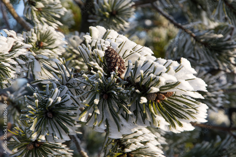 Obraz premium snowy branch of pine with cone