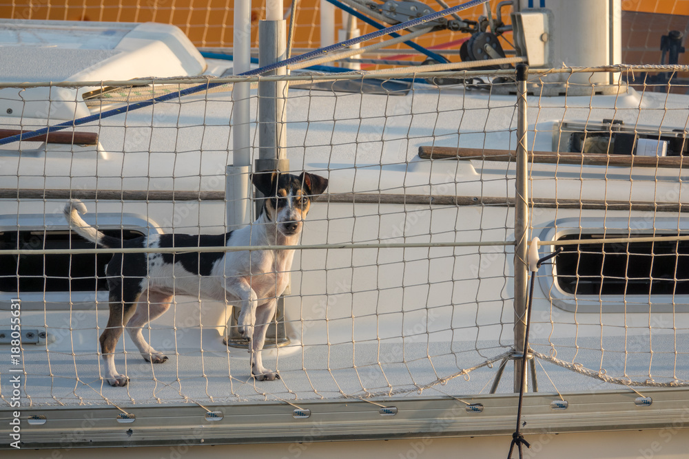 Cute dog on board luxury yacht deck Little doggy on a sailing boat, looking through safety net Cute dog on board luxury yacht deck Little doggy on a sailing boat, looking through safety net