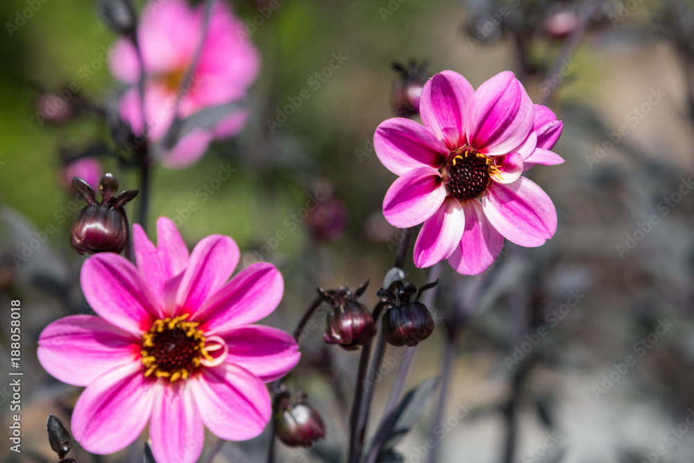 Obraz premium Pinkfarbene Blüten