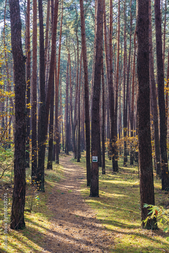 Bicycle trail in Kampinos Forest park near Warsaw, Poland Bicycle trail in Kampinos Forest park near Warsaw, Poland