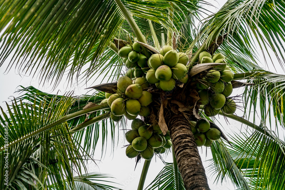 Fototapeta premium Green Coconut trees
