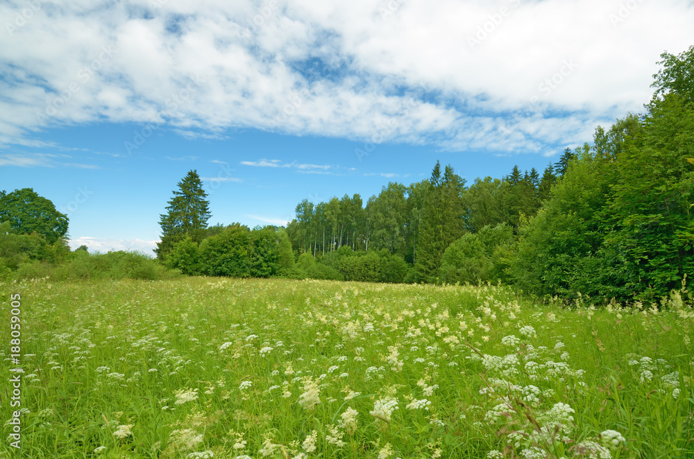 Sunny landscape in the forest. Sunny landscape in the forest.