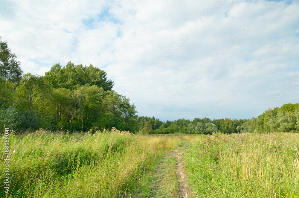 Sunny landscape in the forest.