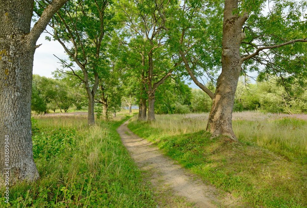 Sunny landscape in the forest.