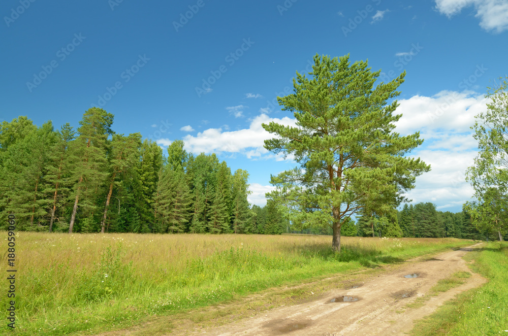 Sunny landscape in the forest. Sunny landscape in the forest.