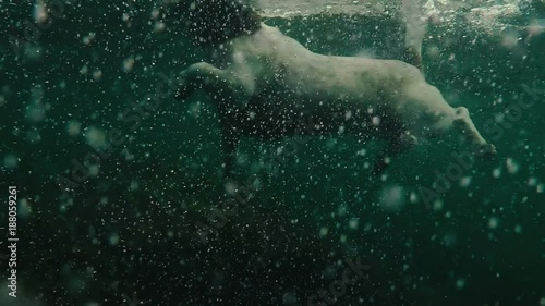 the dog swims in the water