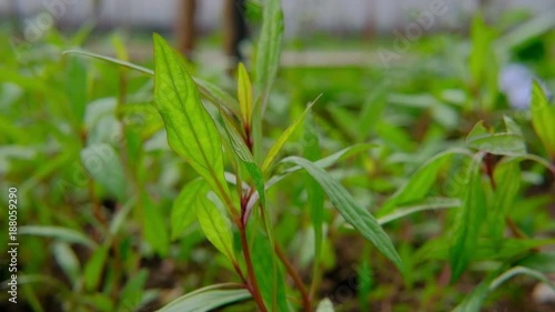 Justicia gendarussa Linn. aesteraceae plant and herb has medicinal properties photo