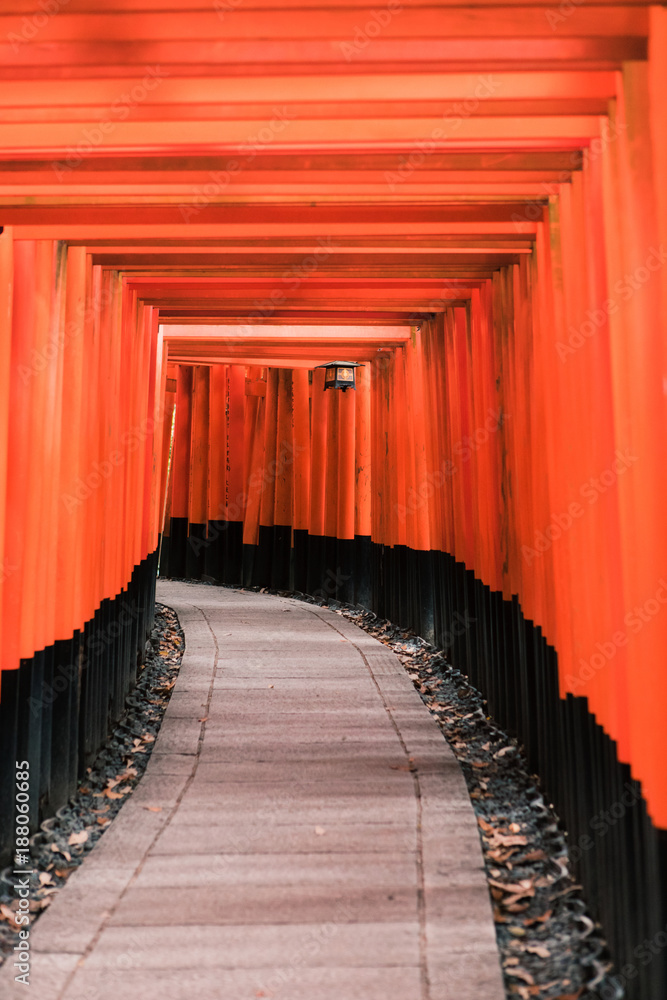 A pathway of thousands of torii gate, A pathway of thousands of torii gate,