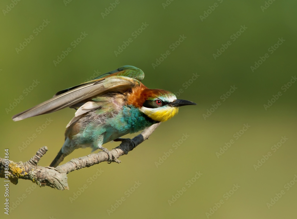 Bee-eater perching on a branch with spread wings