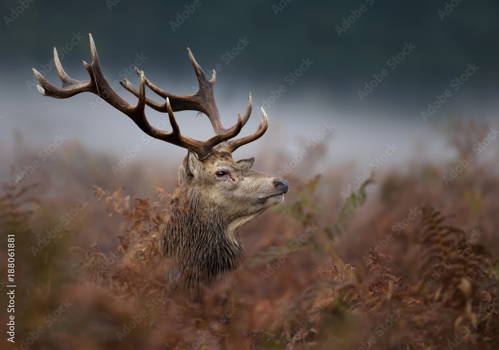 Naklejka premium Close up of a red deer stag in the mist