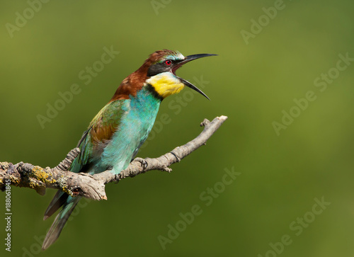 Close up of European bee-eater perching and calling
