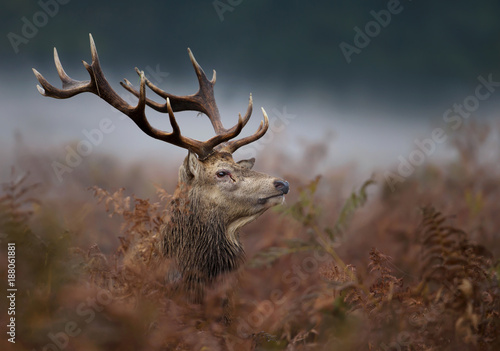 Close up of a red deer stag in the mist