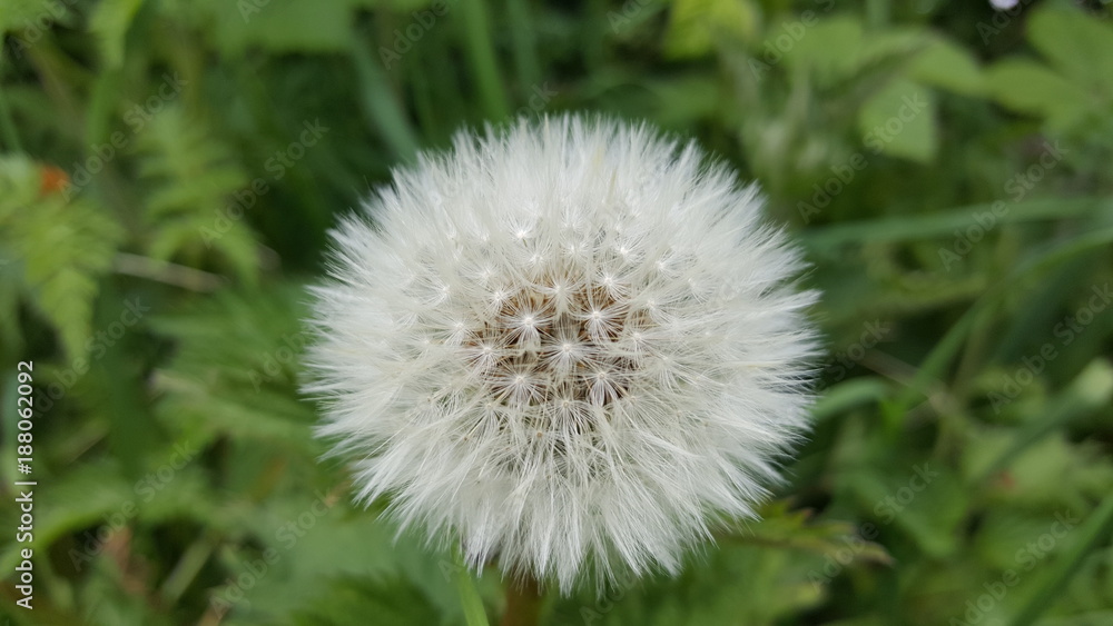 Fototapeta premium Dandelion seedhead