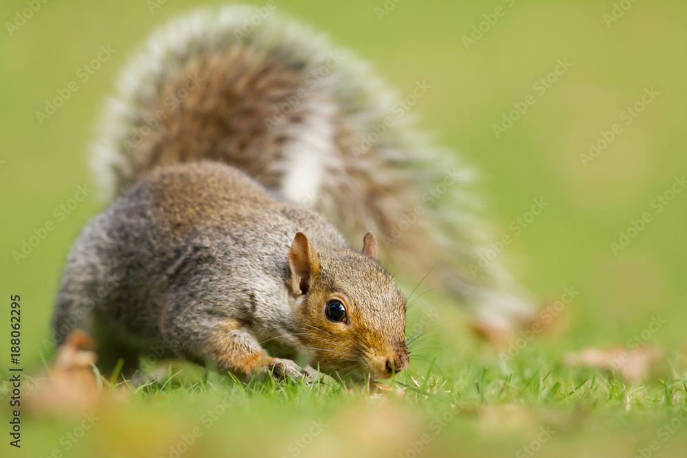 Close-up of curious gray squirrel in the field of grass Close-up of curious gray squirrel in the field of grass