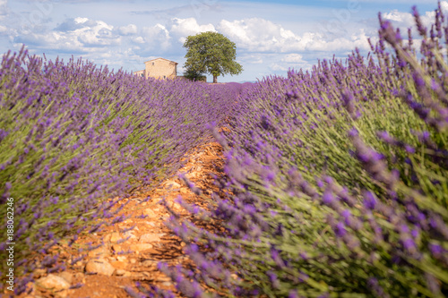 Provence  Valensole Plateau  France. Lavender field in bloom
