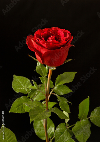 Fototapeta Naklejka Na Ścianę i Meble -  Single Red Rose
