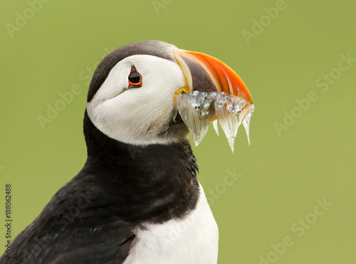 Close up of an Atlantic puffin with mouth full of sand eels