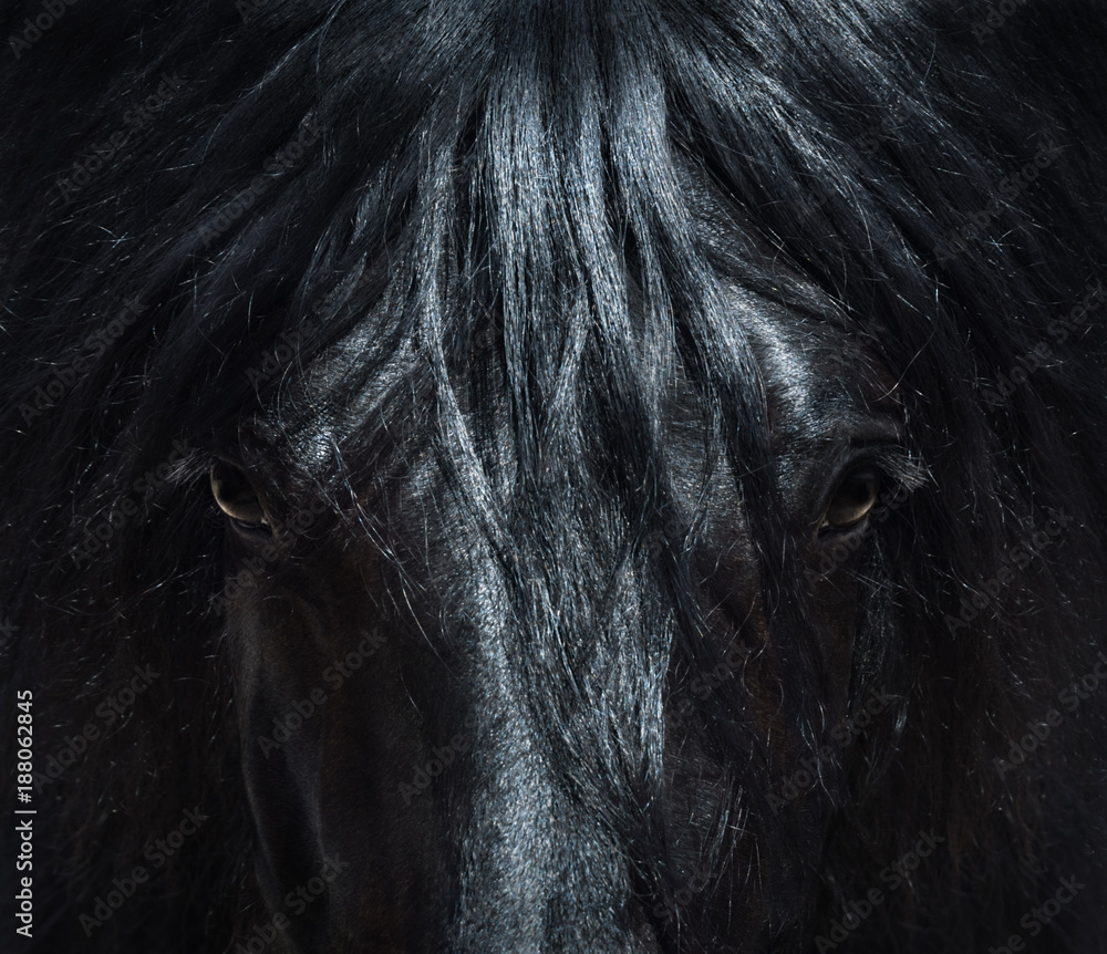 Fototapeta premium Andaluzyjski czarny koń z długą grzywą. Portret z bliska.